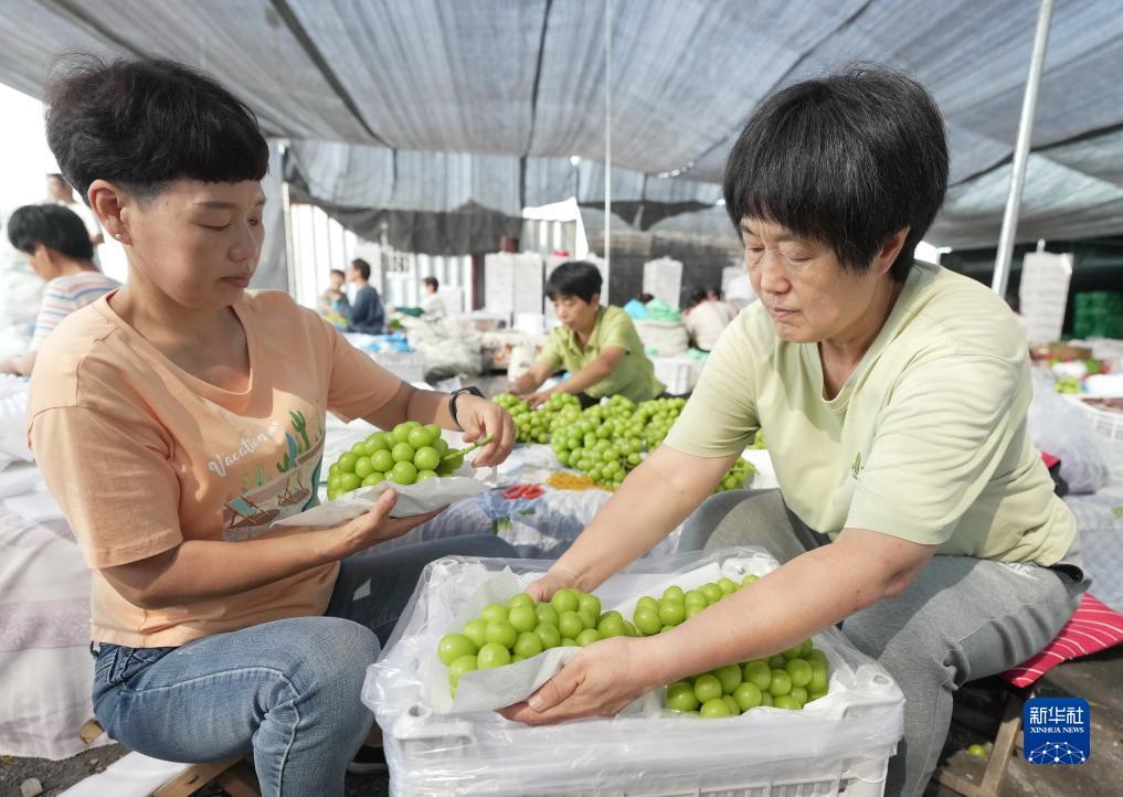 菠菜棋牌源码站